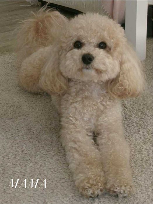 Bichpoo f1B Maltipoo Pudel Frispoo Bichon