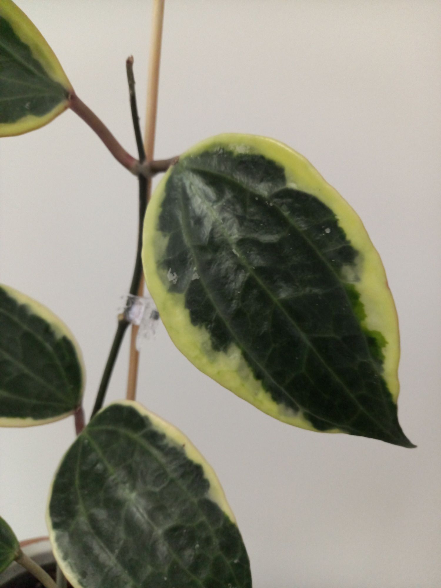 Hoya Macrophylla Albomarginata