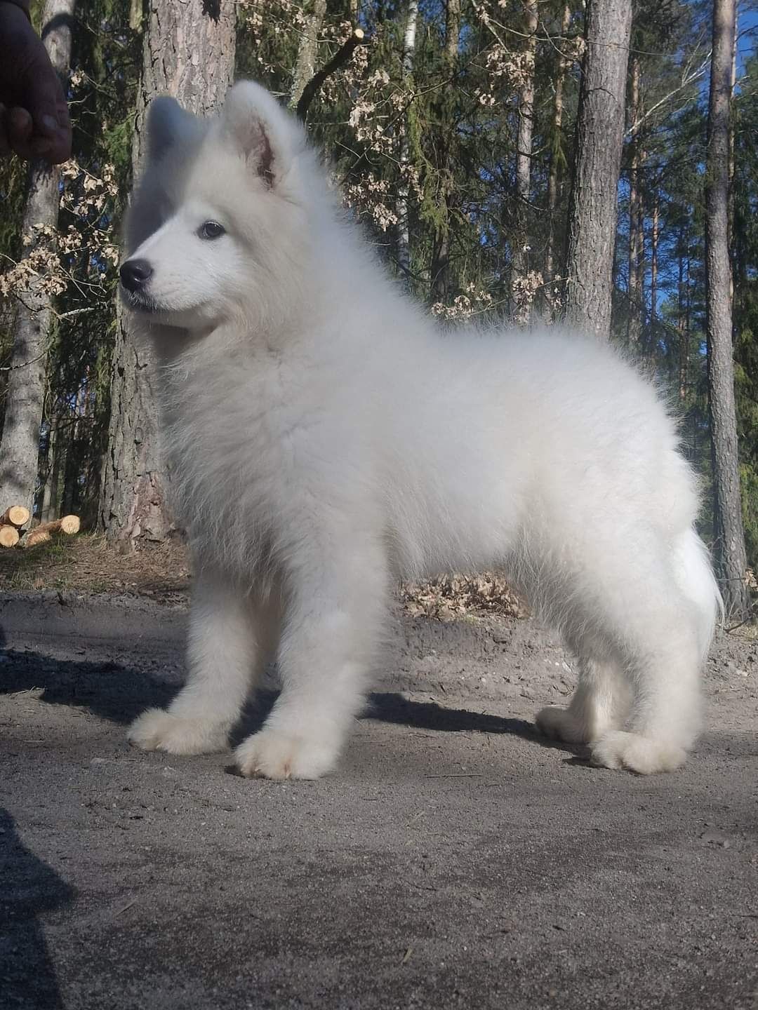 Po Szkoleniu posłuszeństwa! IDELANY szczenię SAMOYED, RODOWÓD ZKwP FCI