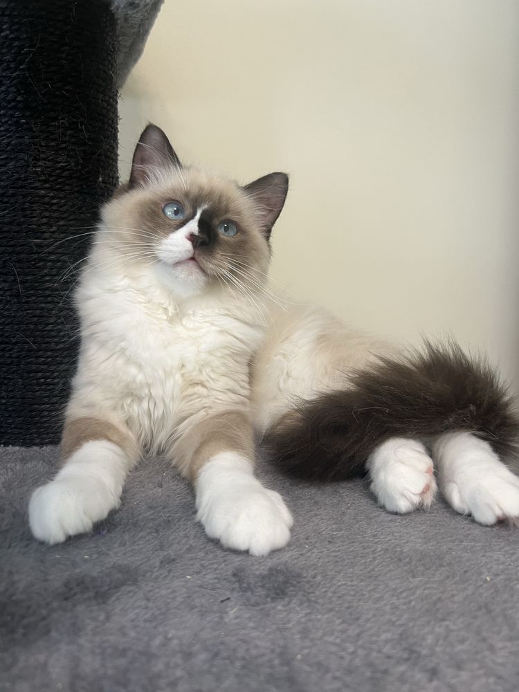 Ragdoll kocurek , rodowod FPL.
