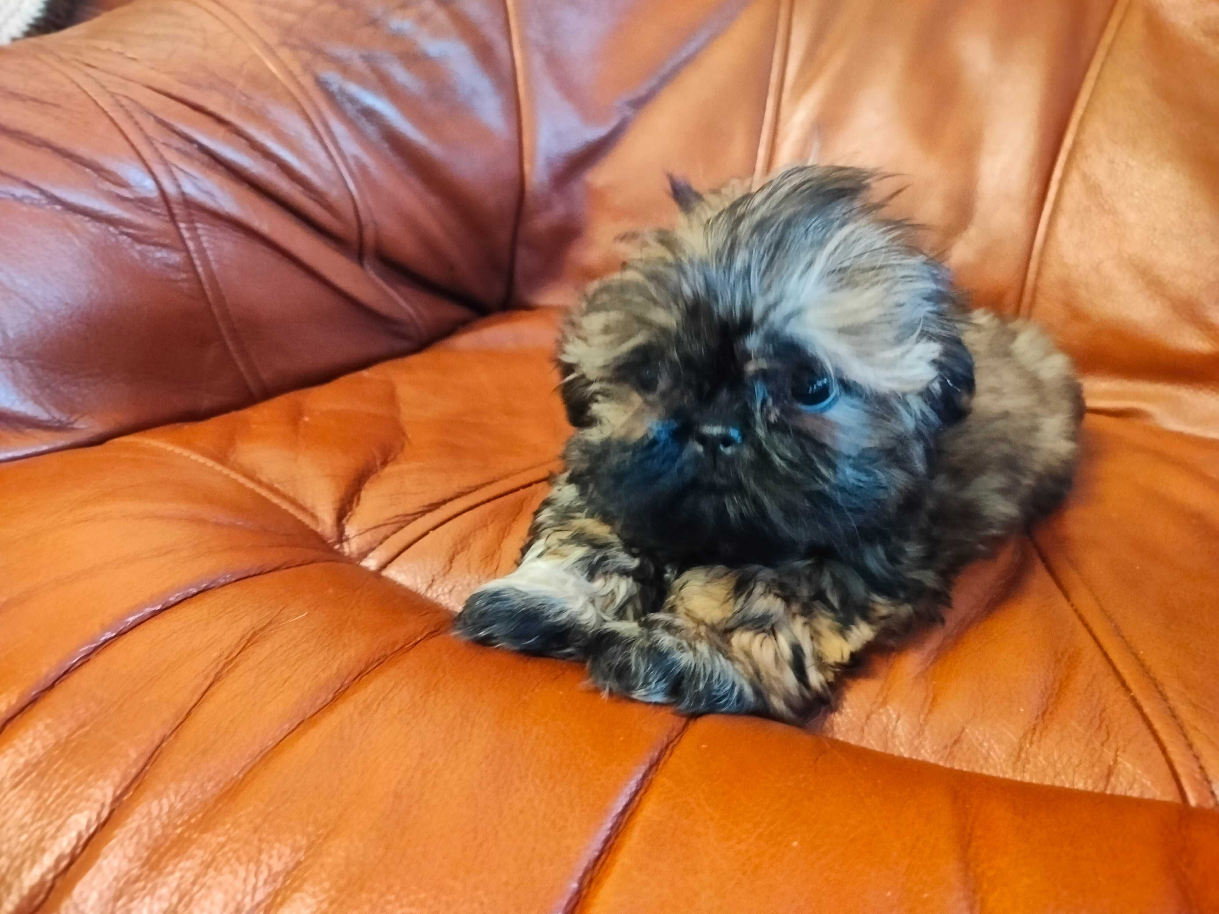 Shih Tzu suczka o wyjątkowym umaszczeniu