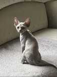 Zarezerwowana . Devonrex szylkretowa kocica