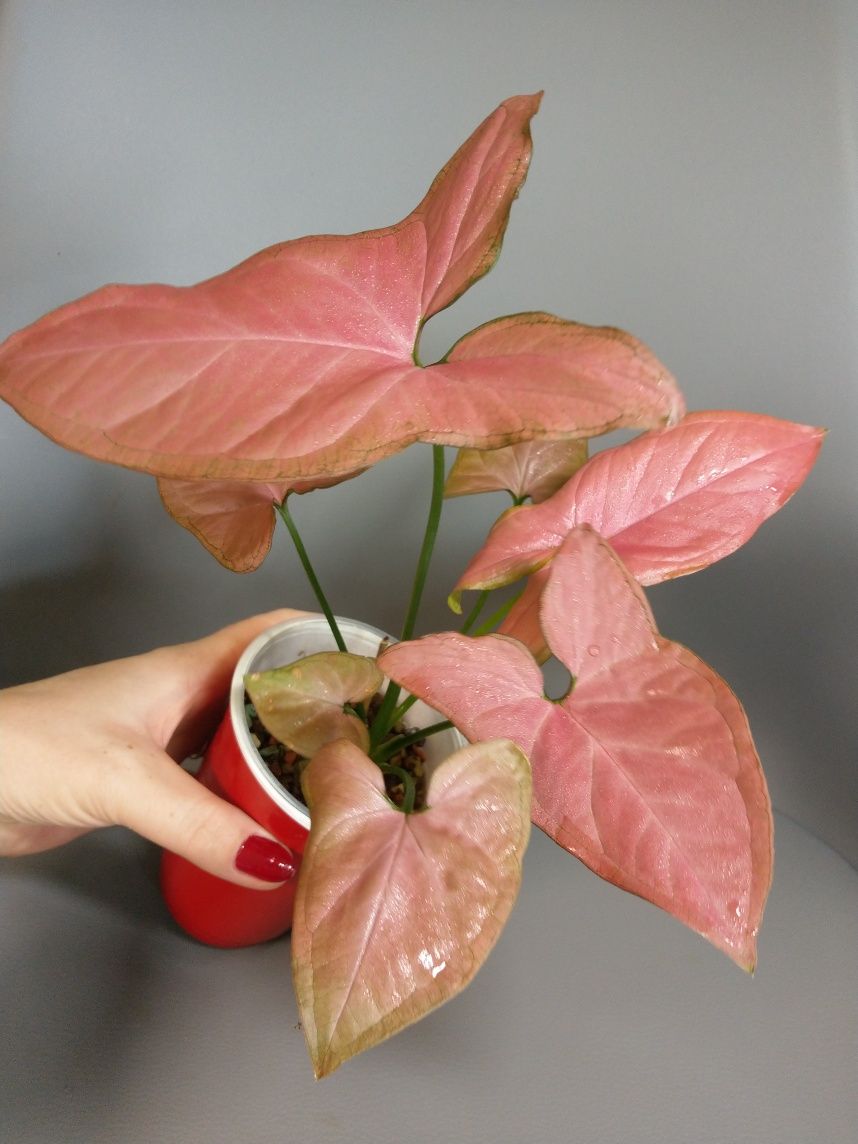 Syngonium Orm Nak
