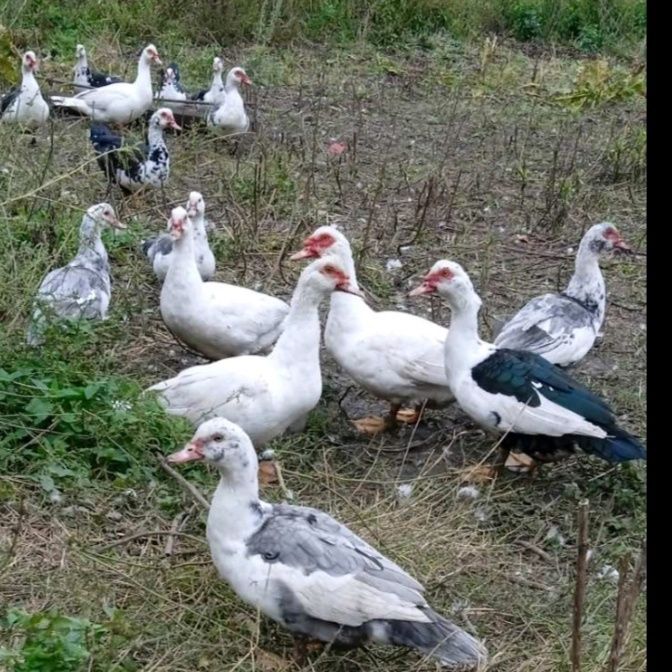 Качки шипуни є білі сірі і чорно-білі