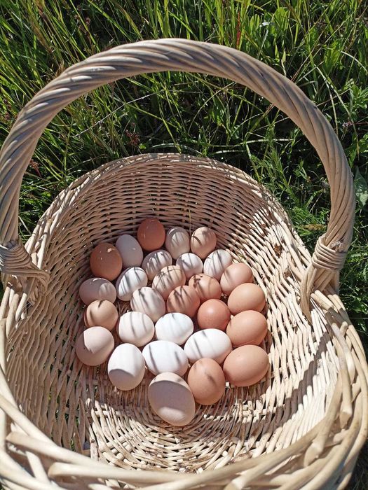 JAJKA swojskie WIELKIE niska cena DOWÓZ