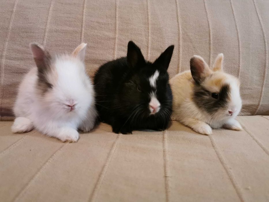 KIT completo coelhos anões + gaiola nova + comida