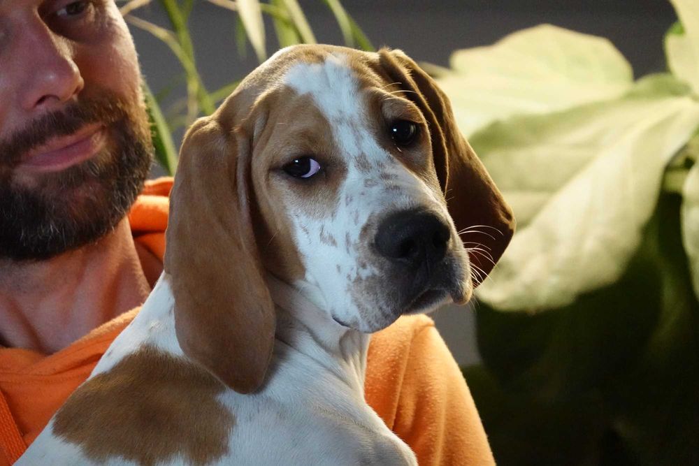 Pointer, wyżeł angielski, szczenię, hodowla "z Halikarnasu FCI"