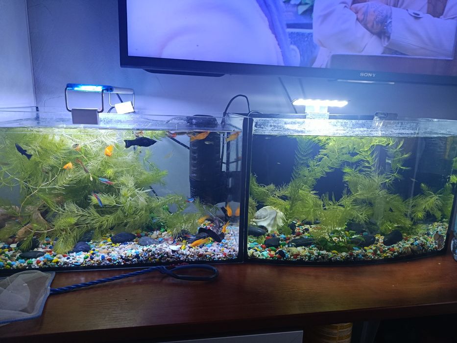 Akwarium (molinezje,gubiki,neonki)