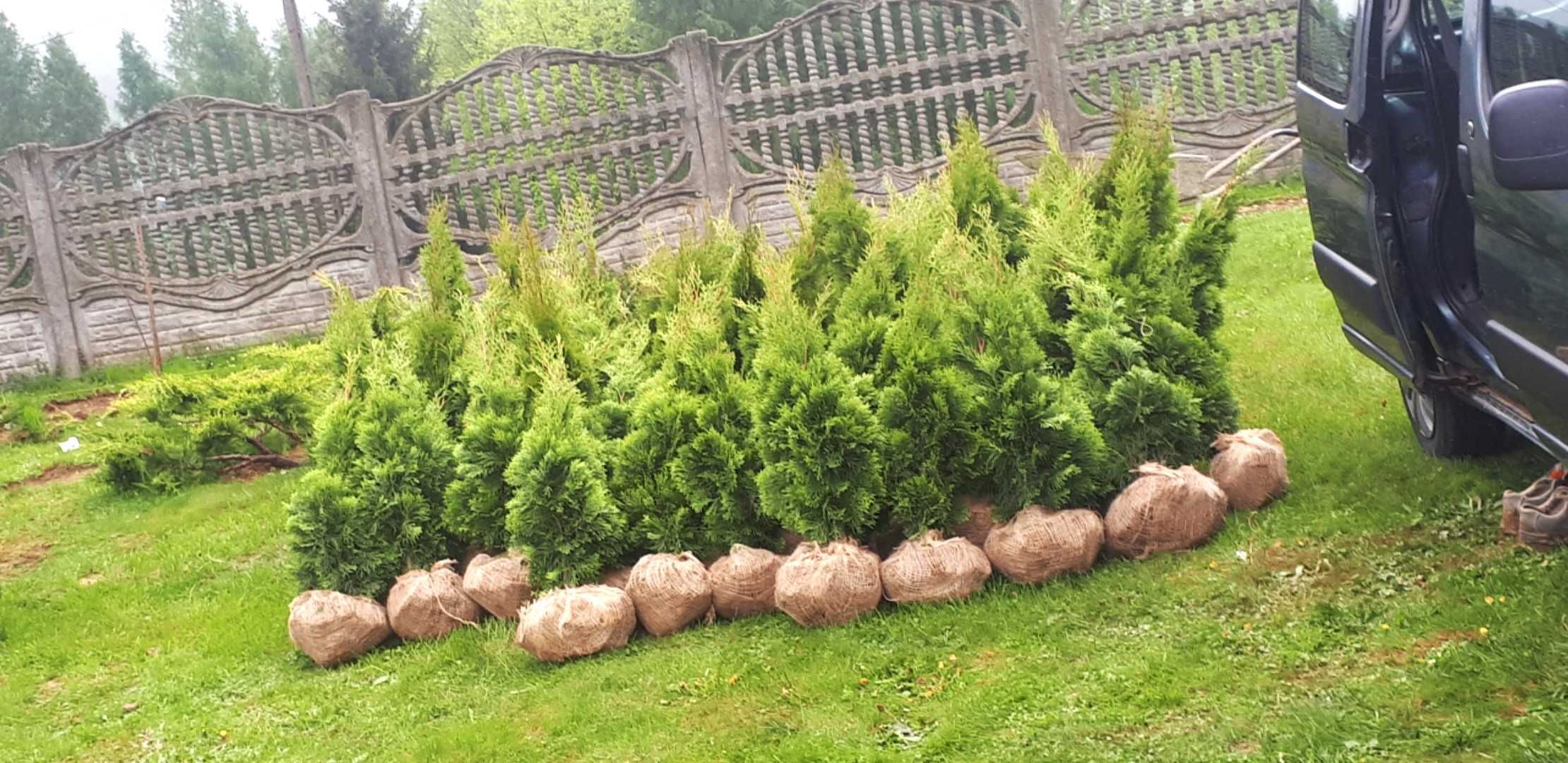 Tuja szmaragd, 100-250 cm