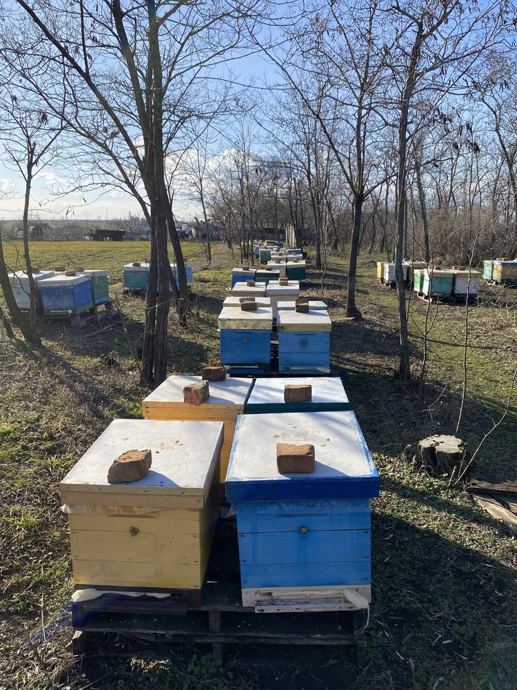 Продам Бджолопакети 2024
