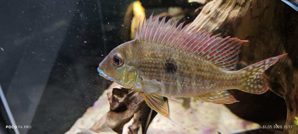 Ziemiojady Red head tapajos 4szt.