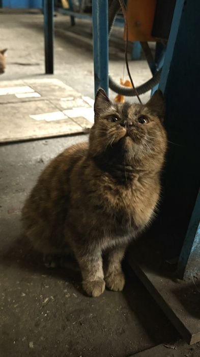 Котенок девочка бесплатно. Кошечка даром. Котята. Кошка.