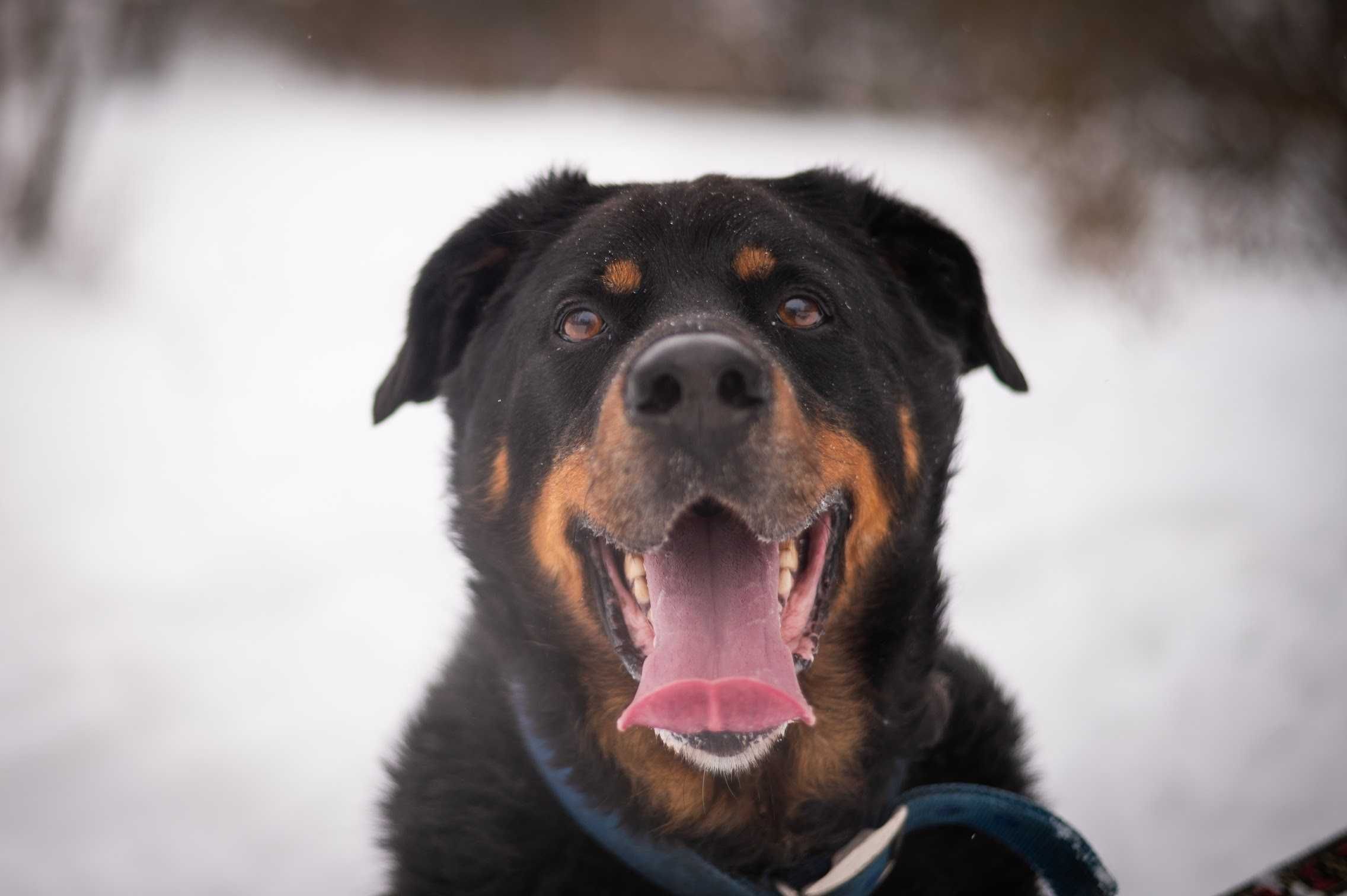 Rottweiler ALEX szuka kochającego domu!