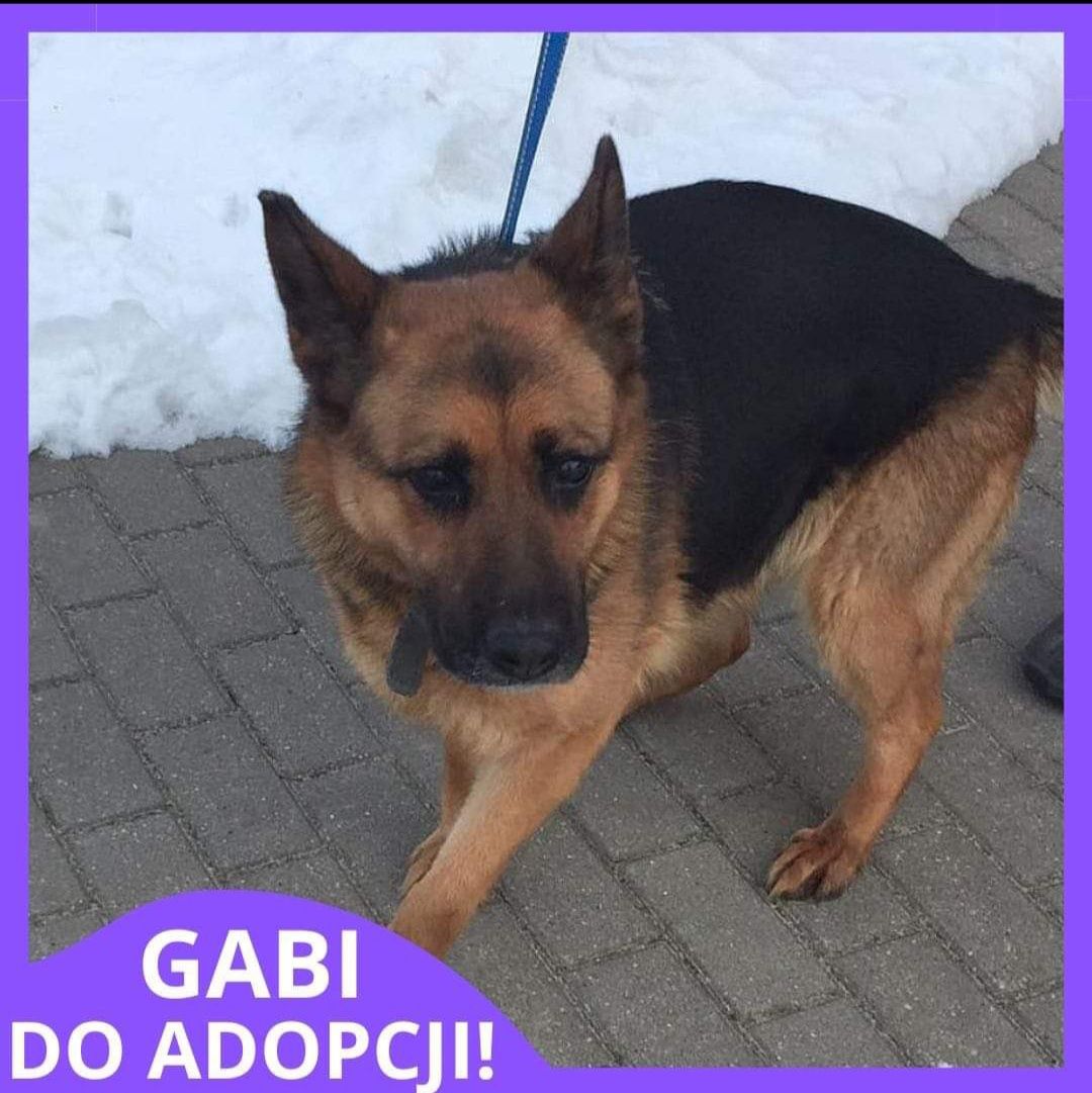 Gabi do adopcji  , sunia ma około 4 lata