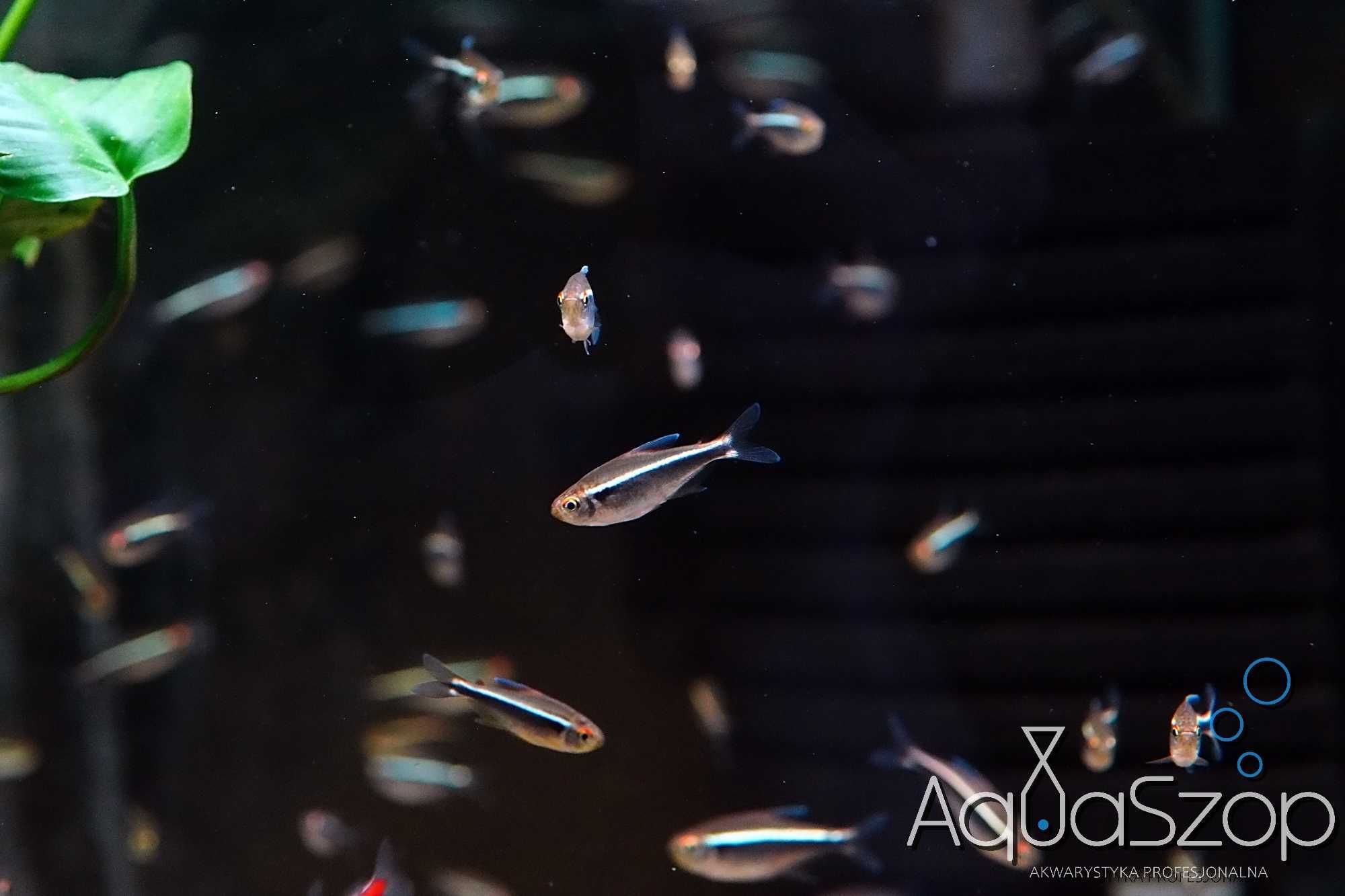 Neon Czarny ( Hyphessobrycon herbertaxelrodii ) - AQUASZOP