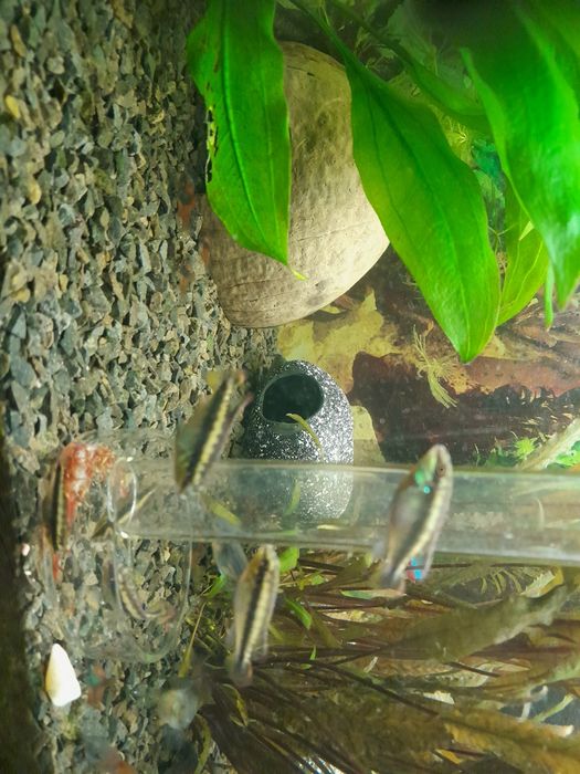 Barwniaki czerwono brzuche