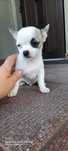 Piesek Chihuahua