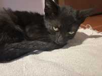 Gatinho/a carinhoso/a com menos de um aninho