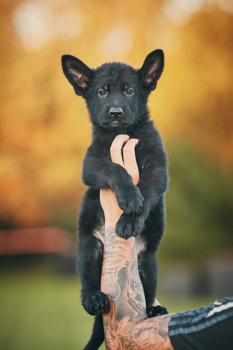 Owczarek niemiecki krótkowłosy Owczarki niemieckie krótkowłose