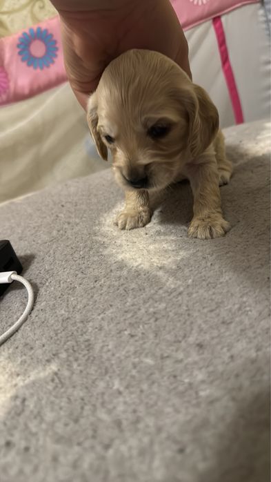 Милі дітки кокери спаніелі шукають нову сімʼю