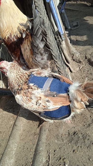 Захистні попони для Вашої птиці.важливо точність ,якість.досвід