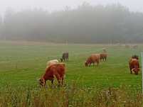 Bydło mięsne szkockie Highland stado 13szt.