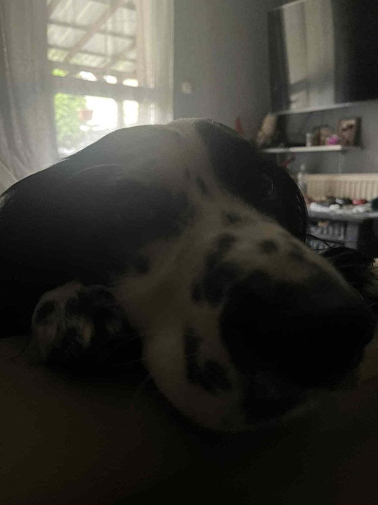 springer spaniel, bombelek