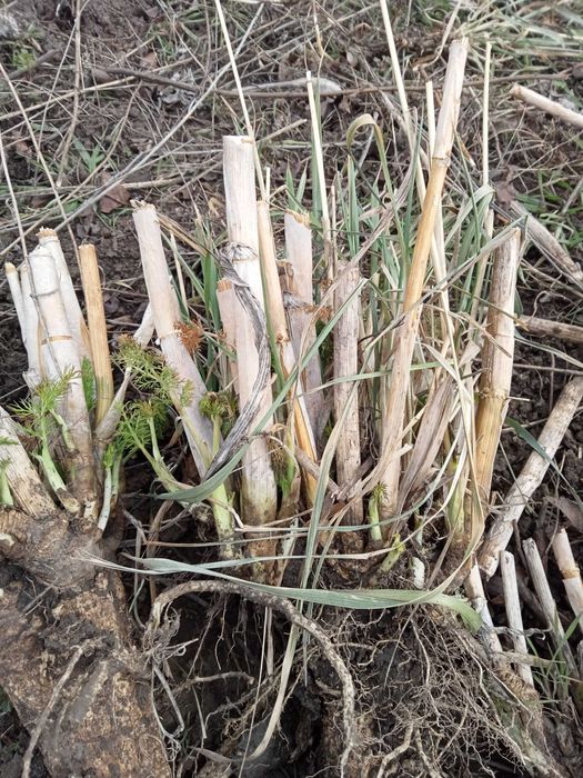 Саженцы Фенхеля обыкновенного "Сладкий укроп"