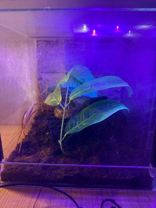 Ptasznik pterinopelma sazimai L-15