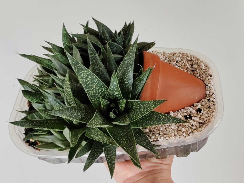 Haworsja sukulenty zestaw sukulentów kompozycja zapraszam!