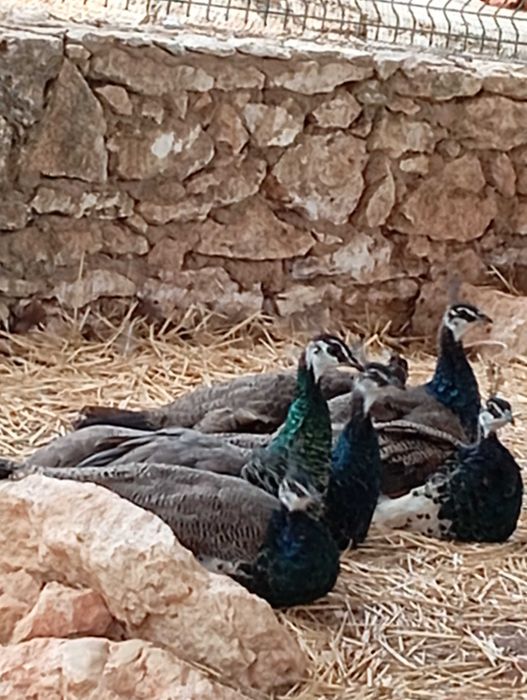 Pavões Reais com menos de ano