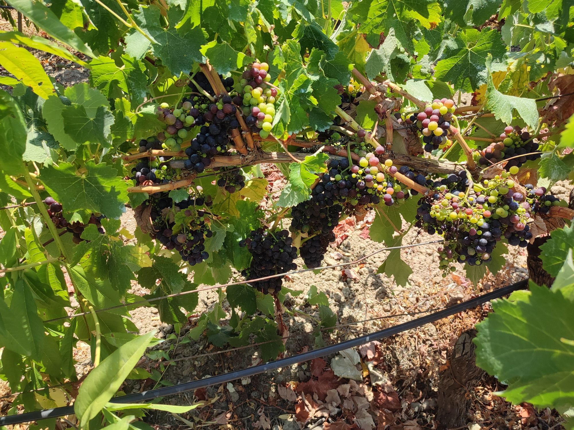 Vendo uvas brancas e tintas para vinho