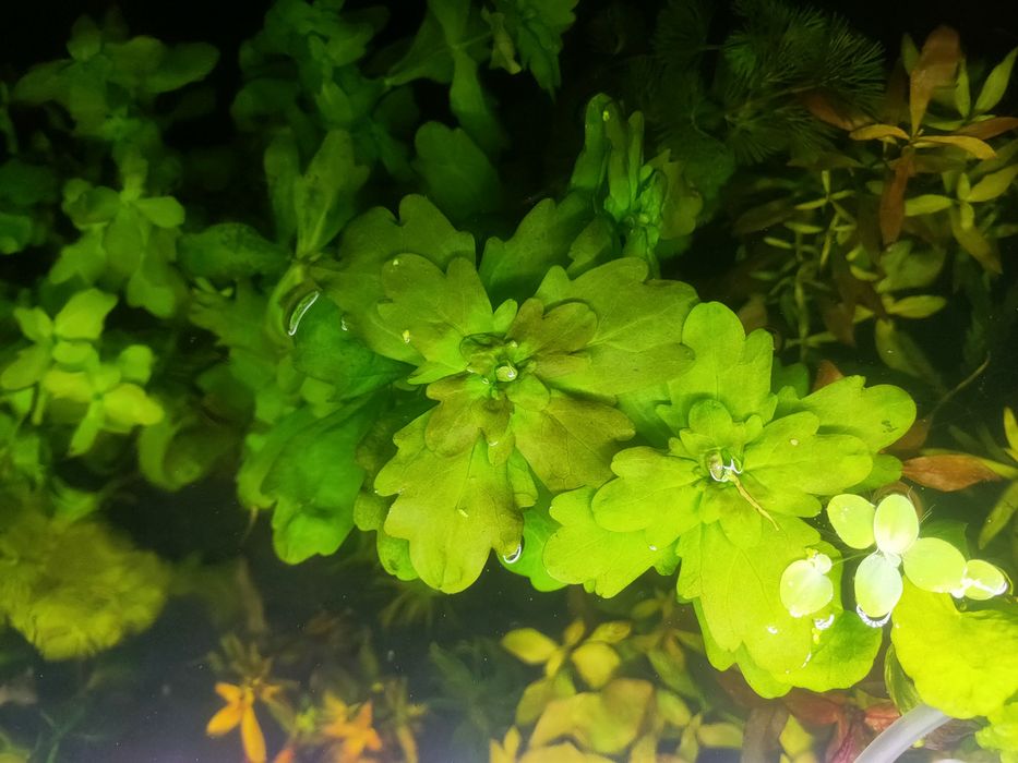 Roślina akwariowa Dębówka Meksykańska