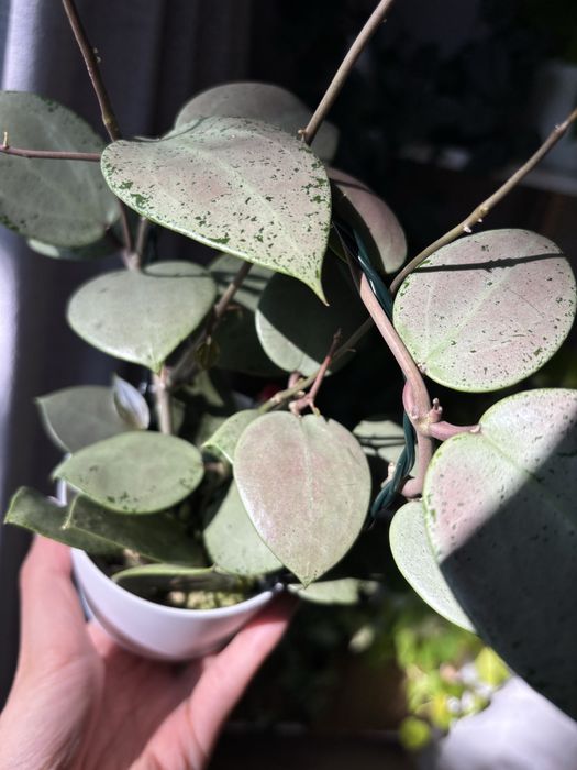Hoya Hoja Verticillata Silver Heart 1w