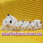 Мініатюрні кроленята — Lionhead × Netherland Dwarf