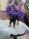 Terrier niemiecki piesek