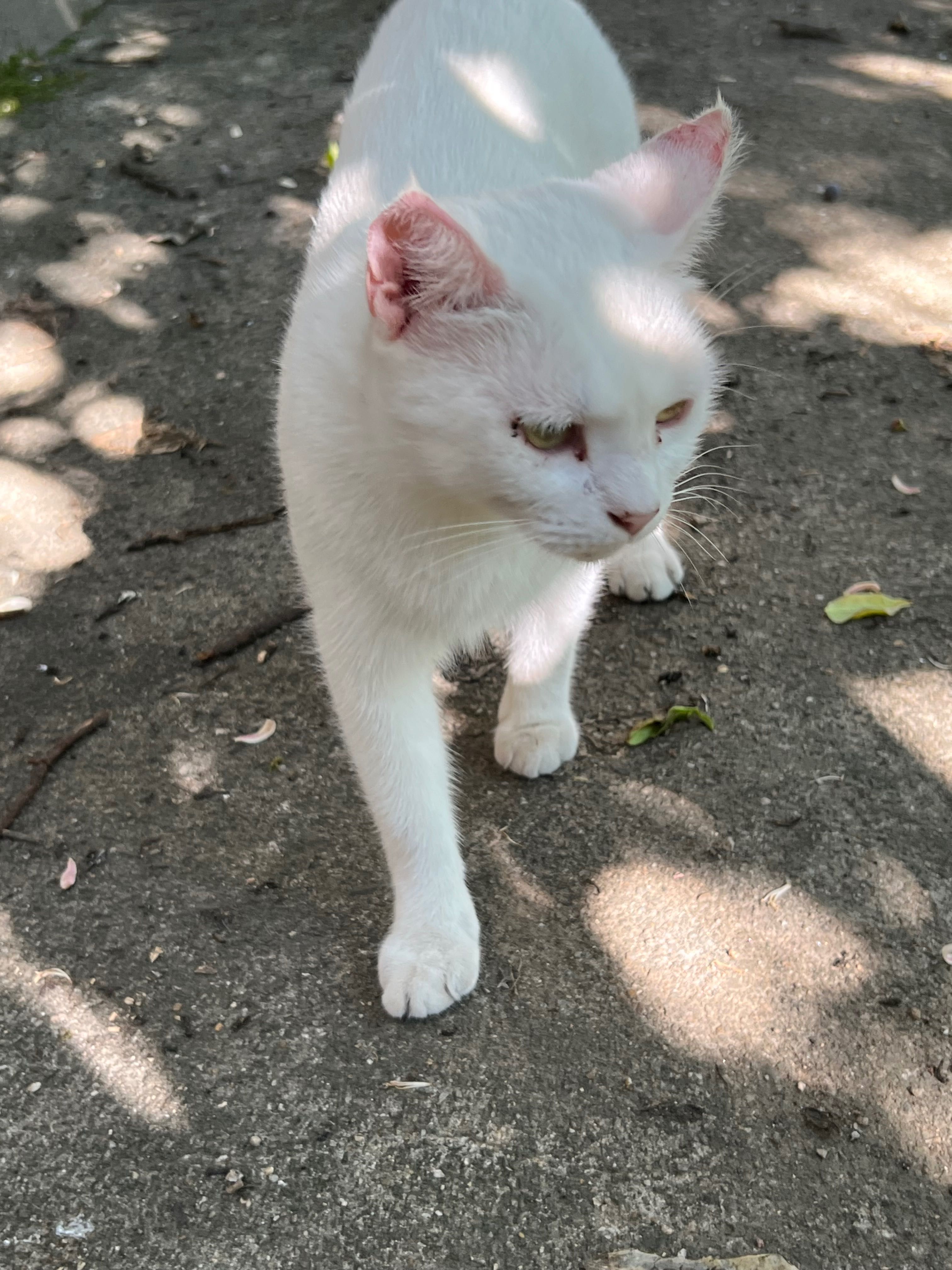 Gatinha branca para adoção - URGENTE