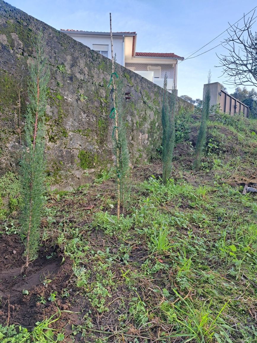 Cedros  italianos  com (2 metros)