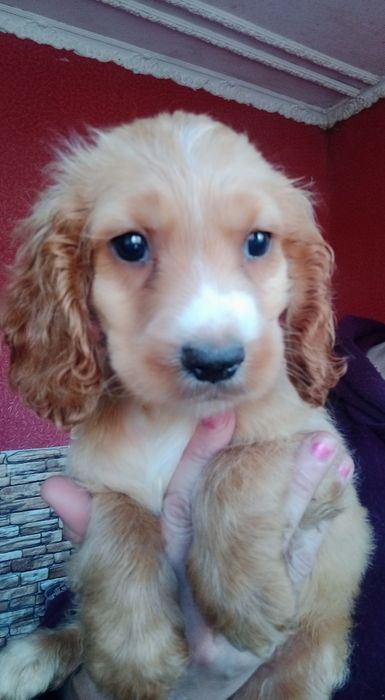 Кремові кокер спаніелі