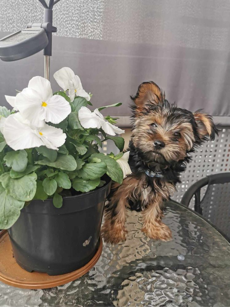 Piesek Yorkshire Terrier