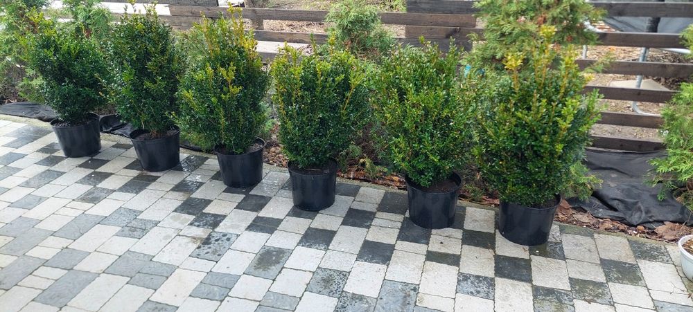 Самшит вічнозелений