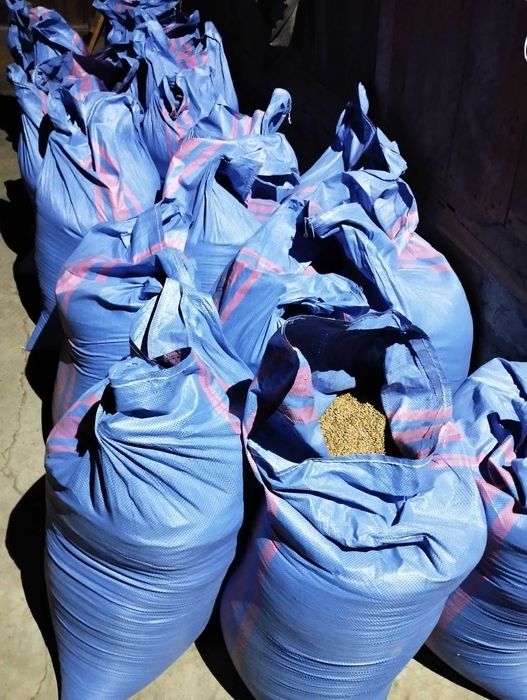 Sprzedam pszenicę ozimą