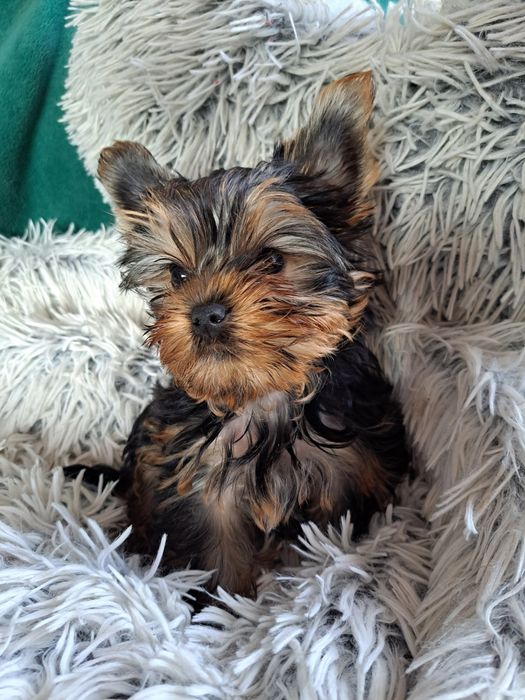 York shire Terrier  mini piesek