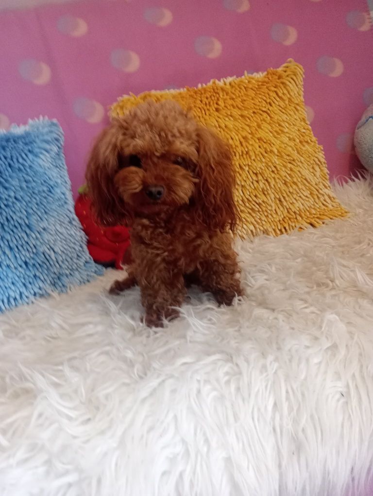 Pudelek Toy Red-brown - SUCZKA