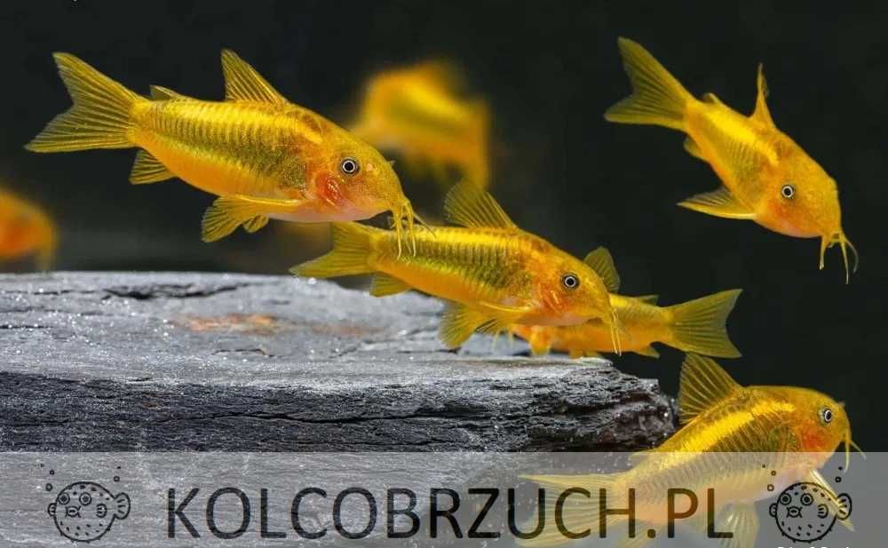 Kirys GOLD LASER - Corydoras CW 010 - ODŁÓW - WF - dowóz, wysyłka