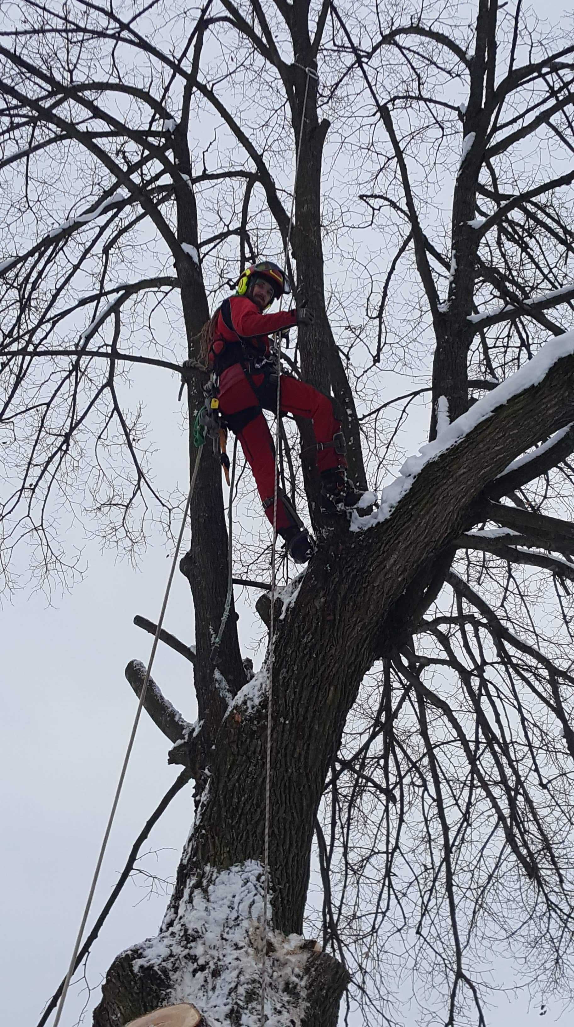 Pielęgnacja i wycinka drzew alpinistycznie, sadzenie drzew