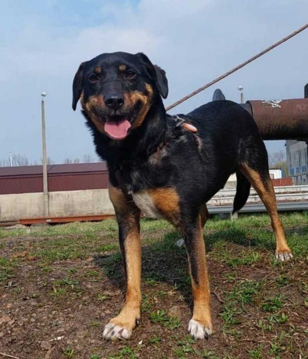 Młodziutki, wesoły, przyjazny Oluś czeka na domek. Adopcja!