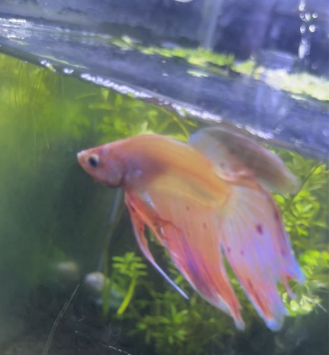 Bettas machos adultos