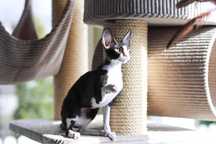Kotka Cornish Rex z hodowli Velvet Dragon*PL