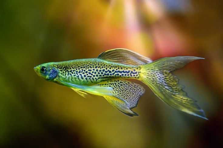 Danio pręgowane i lamparcie - Sklep Zoologiczny ALTUM